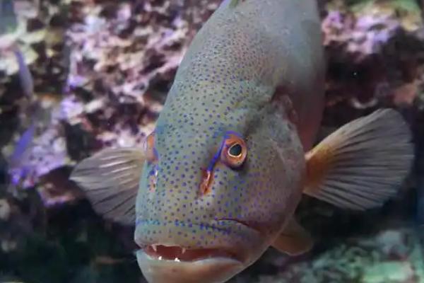 曼龙鱼突然死亡的原因，可能是溶氧含量低、水质差、饲料不卫生导致