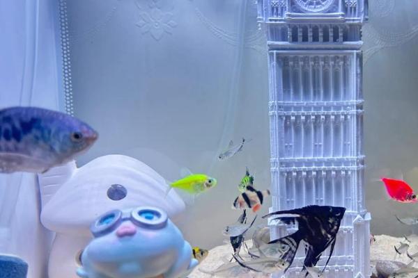 曼龙鱼突然死亡的原因，可能是溶氧含量低、水质差、饲料不卫生导致
