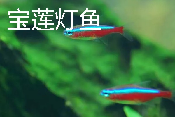灯鱼有什么种类，分为红绿灯鱼、宝莲灯鱼等20个品种