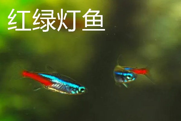 灯鱼有什么种类，分为红绿灯鱼、宝莲灯鱼等20个品种