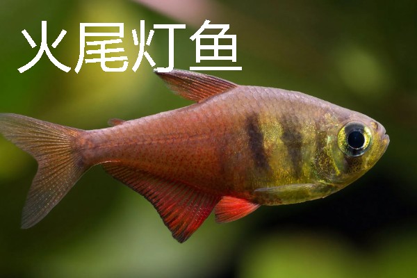 灯鱼有什么种类，分为红绿灯鱼、宝莲灯鱼等20个品种