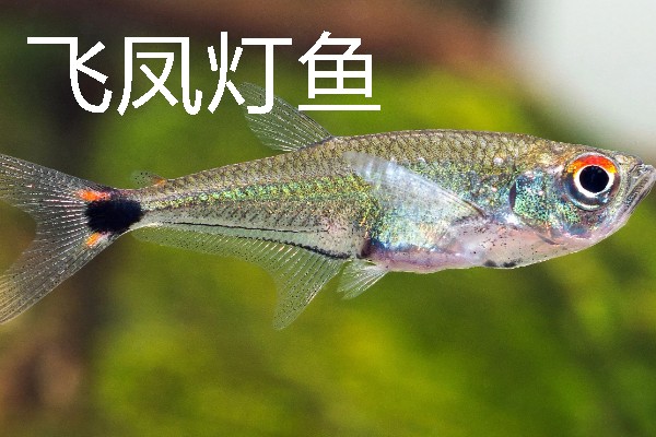 灯鱼有什么种类，分为红绿灯鱼、宝莲灯鱼等20个品种