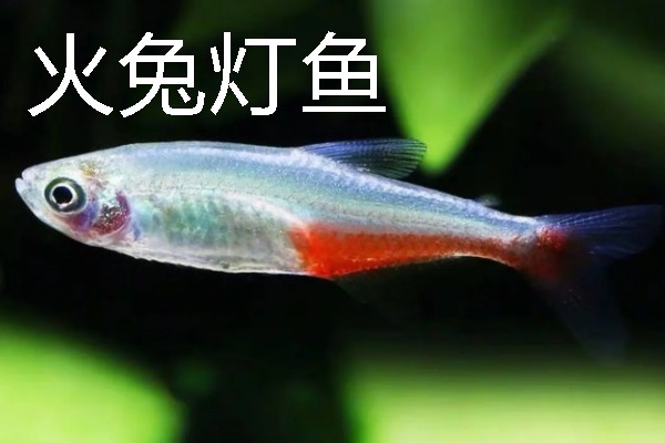 灯鱼有什么种类，分为红绿灯鱼、宝莲灯鱼等20个品种