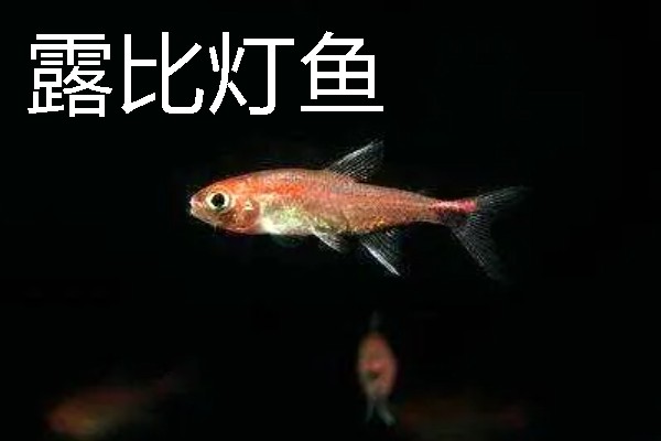 灯鱼有什么种类，分为红绿灯鱼、宝莲灯鱼等20个品种