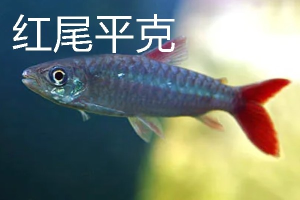 灯鱼有什么种类，分为红绿灯鱼、宝莲灯鱼等20个品种