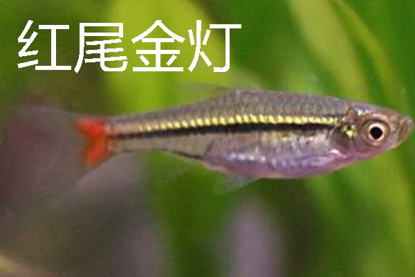 灯鱼有什么种类，分为红绿灯鱼、宝莲灯鱼等20个品种