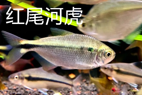 灯鱼有什么种类，分为红绿灯鱼、宝莲灯鱼等20个品种