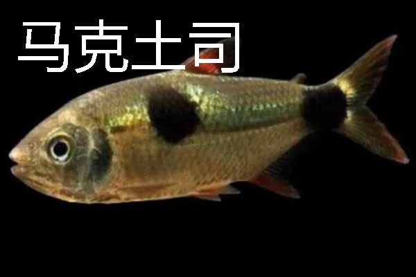 灯鱼有什么种类，分为红绿灯鱼、宝莲灯鱼等20个品种