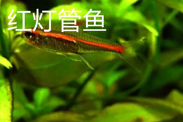 灯鱼有什么种类，分为红绿灯鱼、宝莲灯鱼等20个品种