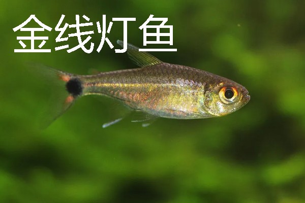 灯鱼有什么种类，分为红绿灯鱼、宝莲灯鱼等20个品种