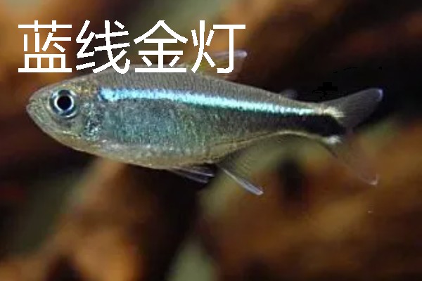 灯鱼有什么种类，分为红绿灯鱼、宝莲灯鱼等20个品种
