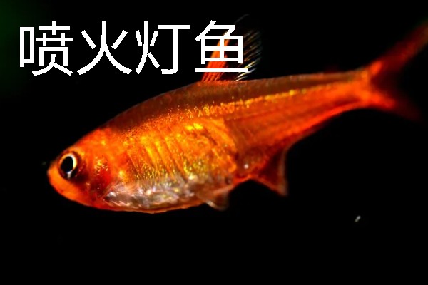 灯鱼有什么种类，分为红绿灯鱼、宝莲灯鱼等20个品种
