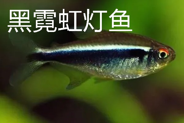灯鱼有什么种类，分为红绿灯鱼、宝莲灯鱼等20个品种