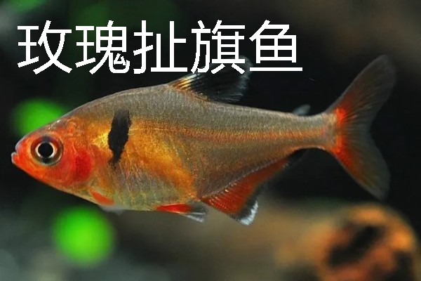 灯鱼有什么种类，分为红绿灯鱼、宝莲灯鱼等20个品种
