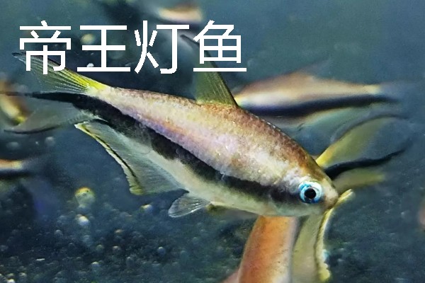 灯鱼有什么种类，分为红绿灯鱼、宝莲灯鱼等20个品种