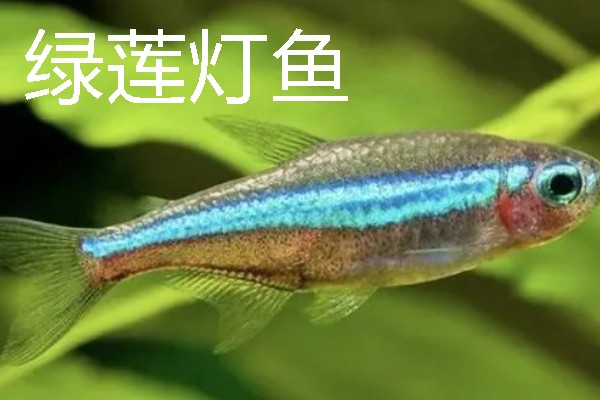 灯鱼有什么种类，分为红绿灯鱼、宝莲灯鱼等20个品种
