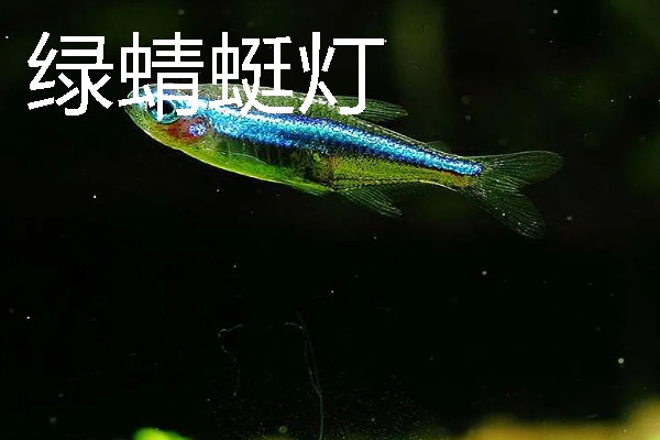 灯鱼有什么种类，分为红绿灯鱼、宝莲灯鱼等20个品种