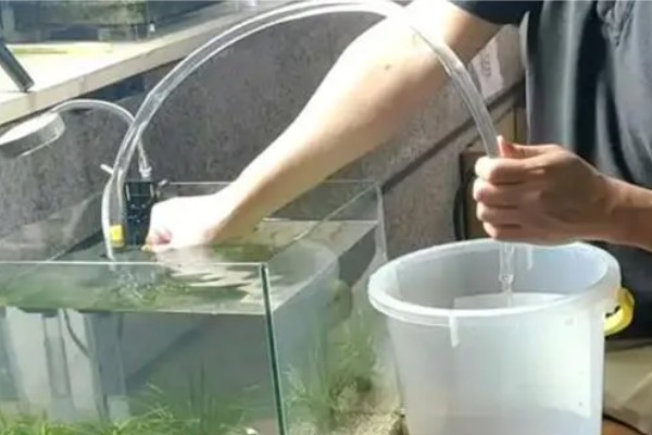 灯鱼有什么种类，分为红绿灯鱼、宝莲灯鱼等20个品种