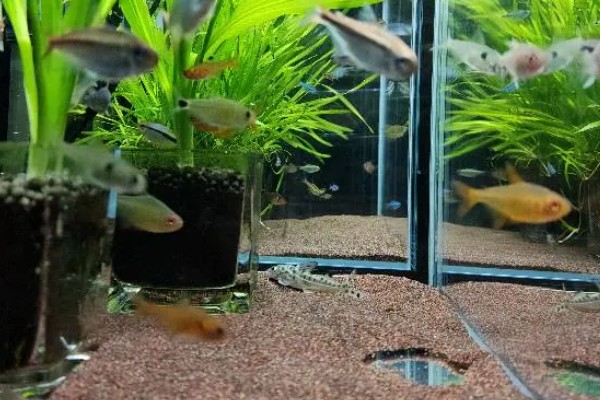 灯鱼有什么种类，分为红绿灯鱼、宝莲灯鱼等20个品种