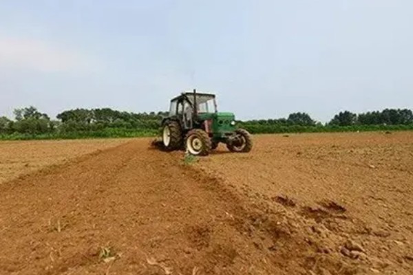双季花生的种植方法，喷施硼砂和钼铵混合液可起到增产效果