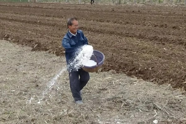 双季花生的种植方法，喷施硼砂和钼铵混合液可起到增产效果