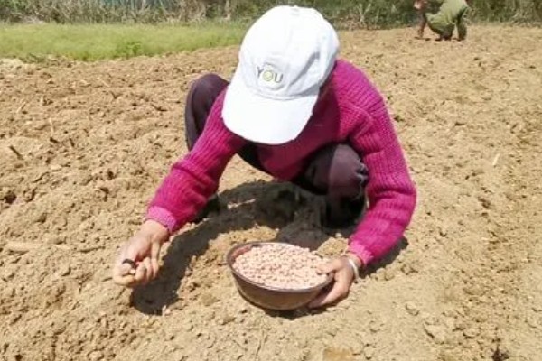 双季花生的种植方法，喷施硼砂和钼铵混合液可起到增产效果