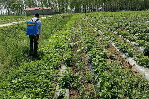 双季花生的种植方法，喷施硼砂和钼铵混合液可起到增产效果