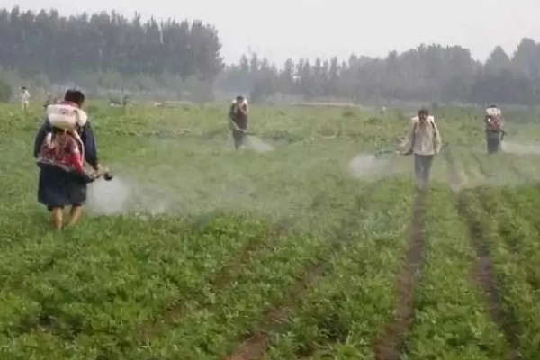 双季花生的种植方法，喷施硼砂和钼铵混合液可起到增产效果
