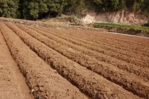 双季花生的种植方法，喷施硼砂和钼铵混合液可起到增产效果