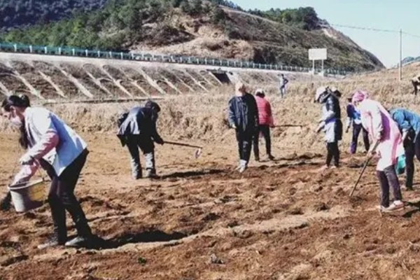 双季花生的种植方法，喷施硼砂和钼铵混合液可起到增产效果