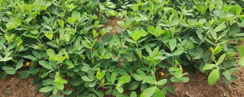 花生高产施肥方法，底肥以腐熟农家肥为主