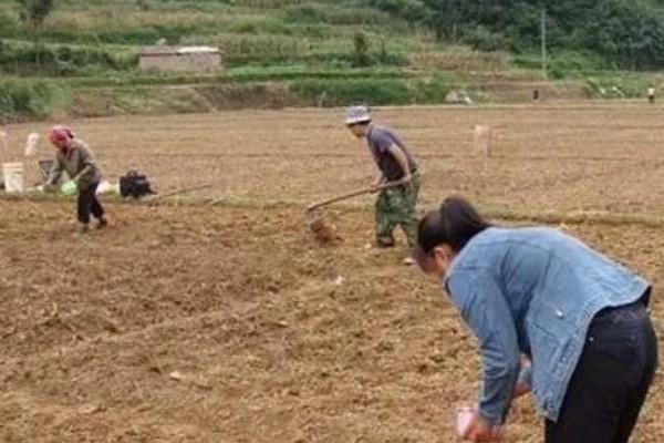 花生高产施肥方法，底肥以腐熟农家肥为主