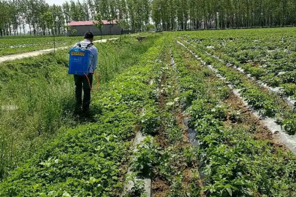 花生高产施肥方法，底肥以腐熟农家肥为主