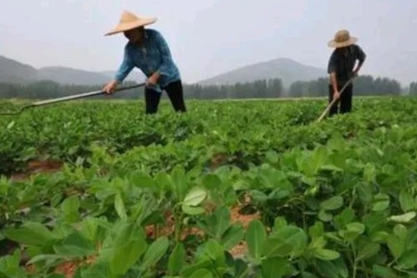花生高产施肥方法，底肥以腐熟农家肥为主