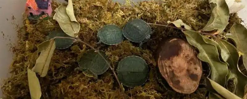 巴西龟能不能和草龟混养,养在一起草龟会受到欺负