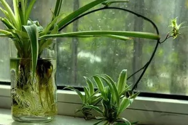 怎么水培吊兰，需每隔一周换一次水