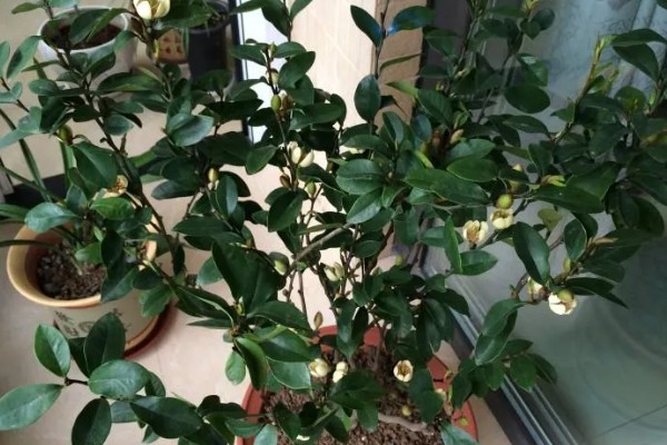 含笑花的养殖方法，平时注意浇水保持盆土湿润
