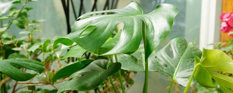 天南星科植物品种，常见的有观音莲、玛丽安等