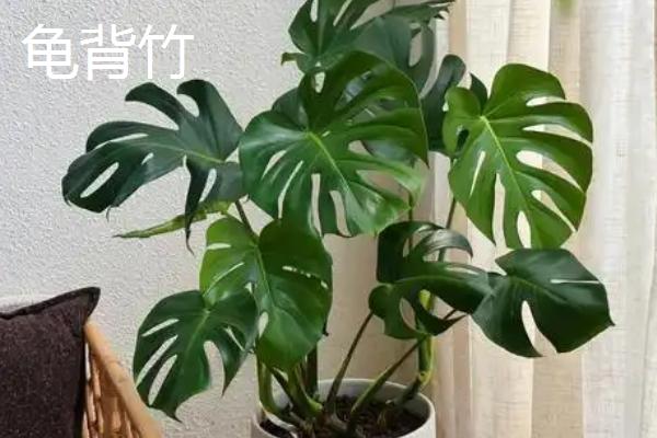 天南星科植物品种，常见的有观音莲、玛丽安等