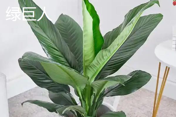 天南星科植物品种，常见的有观音莲、玛丽安等