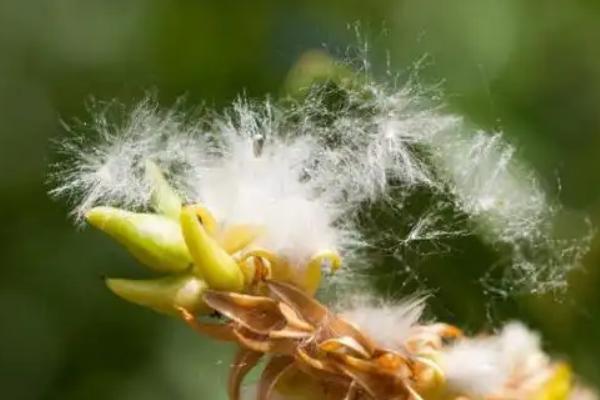 天南星科植物品种，常见的有观音莲、玛丽安等