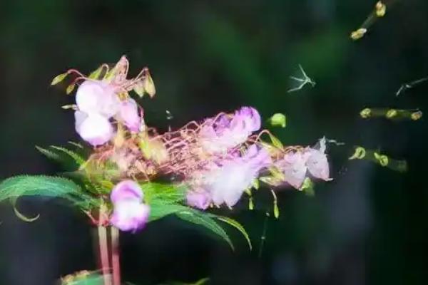 天南星科植物品种，常见的有观音莲、玛丽安等