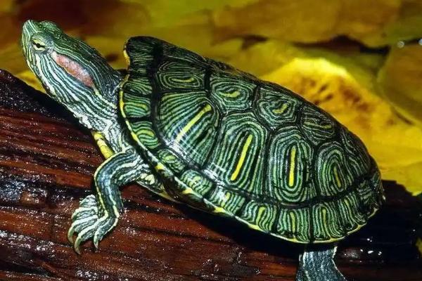 巴西龟能不能和草龟混养,养在一起草龟会受到欺负