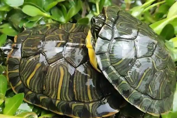 巴西龟能不能和草龟混养,养在一起草龟会受到欺负