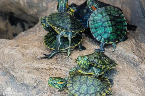 巴西龟能不能和草龟混养,养在一起草龟会受到欺负