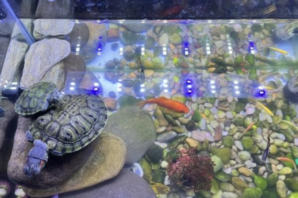 巴西龟能不能和草龟混养,养在一起草龟会受到欺负