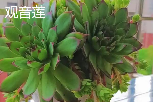 天南星科植物品种，常见的有观音莲、玛丽安等