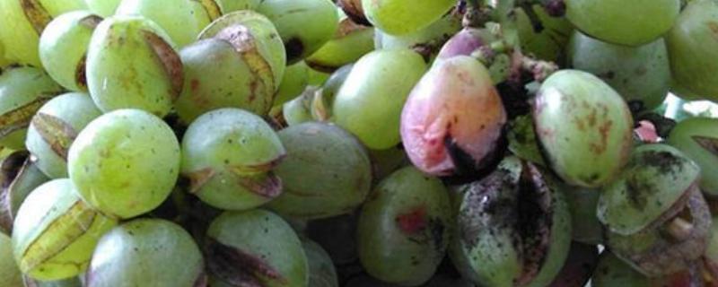 葡萄裂果症怎么防治,避雨栽培可有效避免裂果