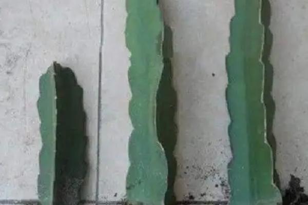 量天尺的繁殖方式,扦插繁殖有很高的成活率