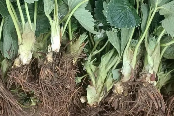裸根草莓苗需要缓苗几天，一般需要3-5天左右